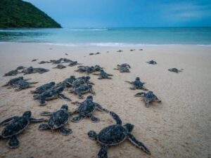 TOUR THẢ RÙA CON & LẶN NGẮM SAN HÔ